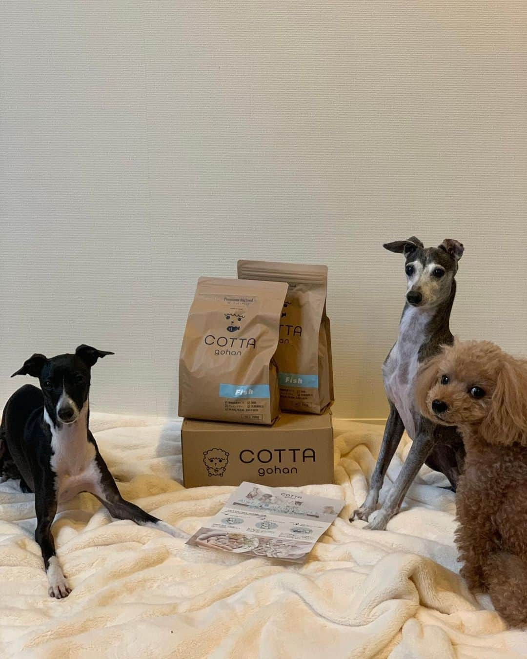 Dog's Life PANNAさんのインスタグラム写真 - (Dog's Life PANNAInstagram)「@cottagohan  可愛いブランドページができています❗️是非webでも検索ください😊 今回もPANNA専属モデルの @reli0531 と愛犬いっくんの可愛い姿がご覧いただけます💕  そして私達が最近ハマっているclubhouse活動… ワンちゃんのお話ししましょう！何でもご相談の会をゆるーくしてますので是非遊びにきてください🌷 moderator @panna0313  @reli0531   mc @kotsubaki_nozomi   guest お楽しみに🤗  #clubhouse #皆さま使いこなせてますか ? #素敵な週末を💓  #COTTAごはん #コッタごはん  #ドッグズライフパンナ #ドッグフード #プレミアムドッグフード  #cottagohan #dogslifepanna  #panna #dogstagram #petstagram #dog #tokyo #instadog #instapet」2月12日 9時08分 - panna0313