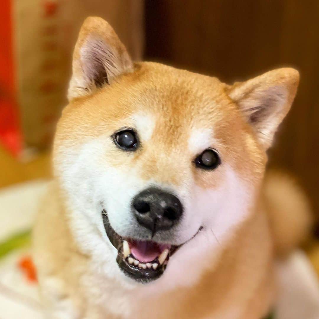 まる（まるたろう）のインスタグラム：「Good morning! ✨🐶✨今日も頑張ってきてね！ #ぐっすり寝まーした #スッキリ #今日も頑張っちゃお #お昼寝だけどね😊」
