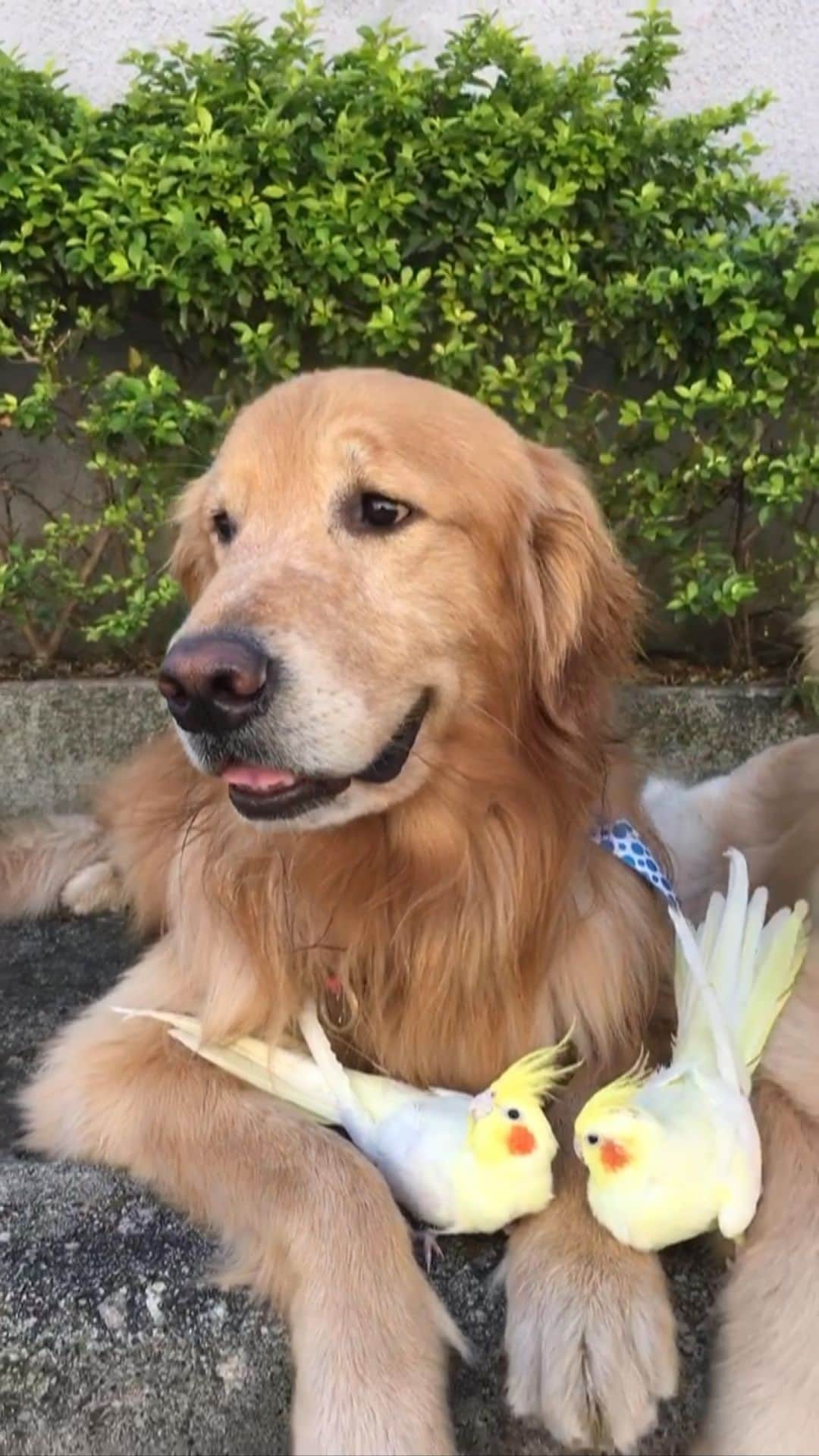 Bobのインスタグラム：「#tbt❤️ 🐶🐤🐤🐶 . . #pets #photooftheday #petsofinstagram #instagrammers #instagram #instadaily #vejasp #goldenretriever #goldenretrievers #goldenretrieversofinstagram #dogs #dogstyle #dogoftheday #dogsofinstagram #saopaulo #gudfriends #tbt #throwbackthursday #reels #reelsinstagram」