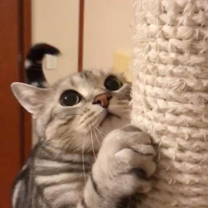 のインスタグラム：「Good morning! Bonjour!﻿ I’m full of energy!😼 （midnight 😅) * おはようございますにゃん！ 元気満点ではりきってるにゃよ！😼 （夜中なんですけど…😅） * #catstagram #cat_features  #topcatphoto #cutepetclub #catsofinstagram #cats_of_world #meowsandwoofs #meowvswoof﻿ #excellent_cats #catstocker  #bestmeow #INSTACAT_MEOWS #peco #animalsco #mofmo #みんねこ #ふわもこ部 #ねこのきもち #アメショー #アメリカンショートヘア #猫 #猫好きさんと繋がりたい #nekoclub」