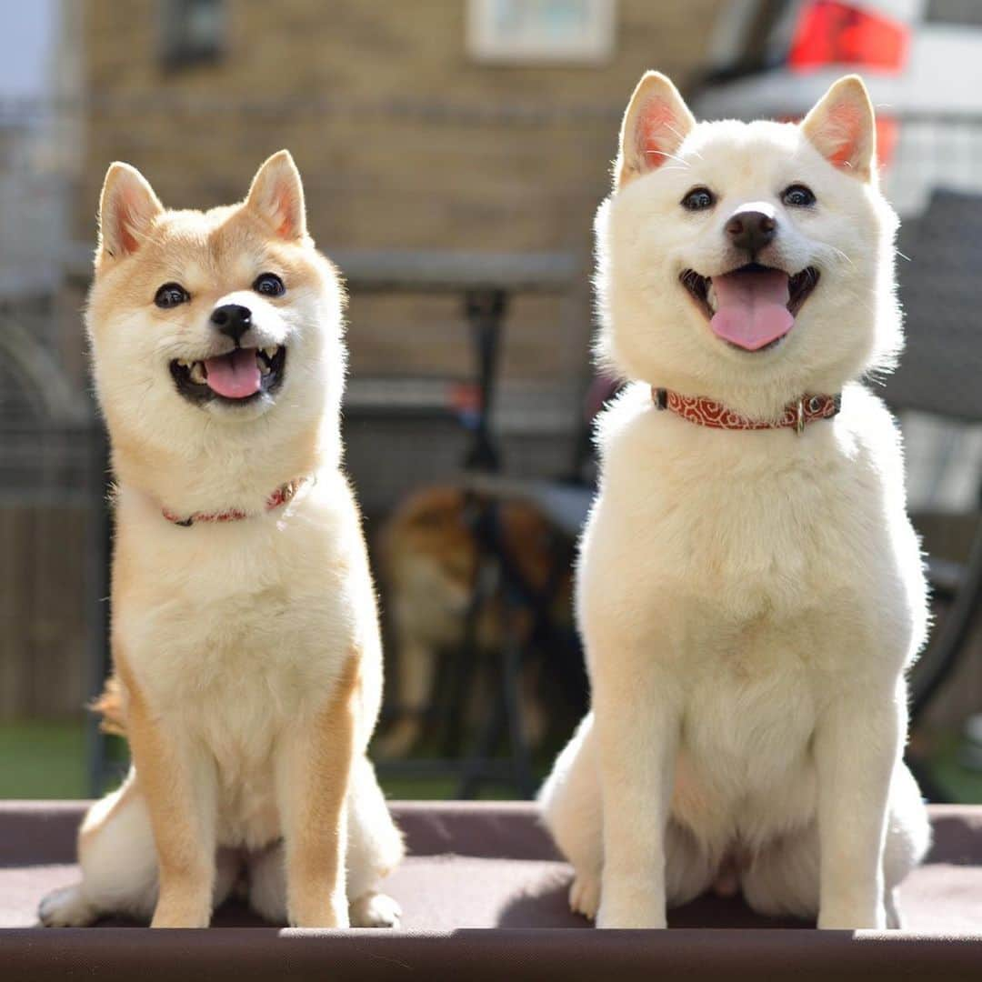 豆柴にこちゃんさんのインスタグラム写真 - (豆柴にこちゃんInstagram)「🐶 おはよー モチたま姉妹photo🐕🐕〜♫  ぬいぐるみみたいに 2匹ともモッフモフ😆  広島のペットショップにいた頃から、 ワチャワチャ遊んでたらしい2匹。  今でも会うと楽しそうに遊んでるけど 最近は6枚目みたいに、 たまがモッチーに完全に押されてる🤣 モチ代姉さん強し😆  叶姉妹みたいに活躍していってほしいです  📸photo & movie by @kurochaya @mamechiyo728  #柴犬#豆柴#pecoいぬ部#犬#shibastagram#petstagram#犬#犬のいる暮らし#shibainu#dog#mameshiba#pecotv#いぬのきもち部#しばいぬ#しばけん#こいぬ#シバイヌ#狗#ペット#子犬#puppy#pet#시바견#강아지#개#instacute#barked#9gag#9gagpets」2月12日 8時16分 - nikochan.mame48