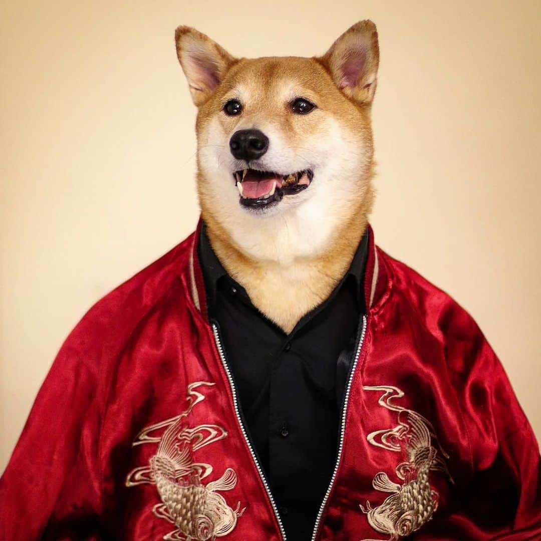 Menswear Dogのインスタグラム：「Wishing everyone a Happy Lunar New Year & Maaaaaad blessings this 2021  #YearOfTheOx #🐂」