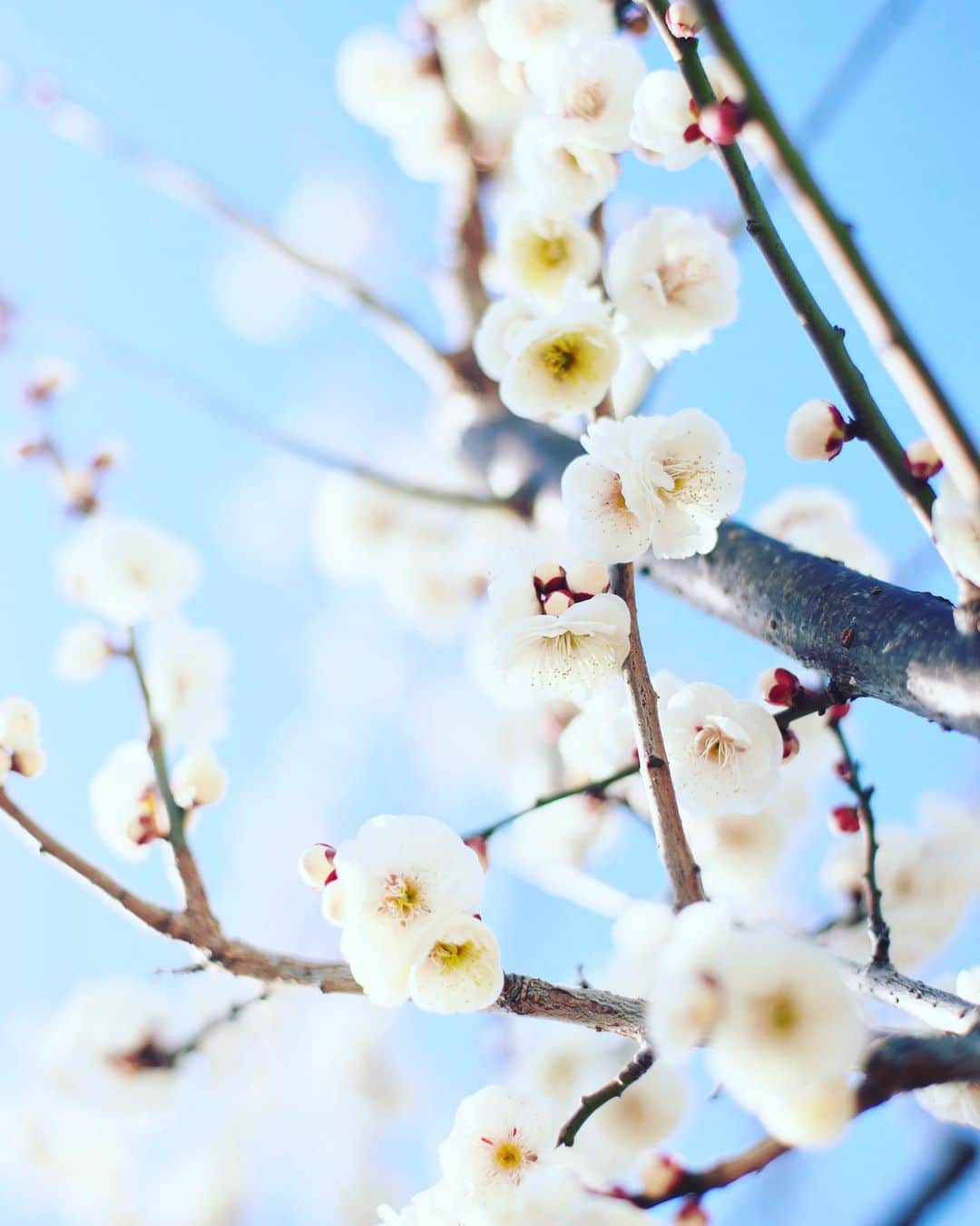 kiccyomuのインスタグラム：「☁️ 2021.02.12 Fri #心に花を 近所の梅林園 #梅 は咲き始めだったけど… ほぼ9割はツボミ😅 ここの見頃は、もう少し先かな😊  今日は会社がお休み😷 今日も元気に🤗  location #千葉 📷撮影 2021年2月11日 #オールドレンズ 📷 #zeiss」