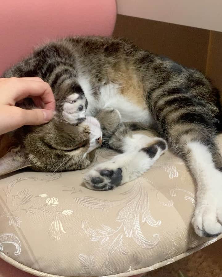 下薗なおこのインスタグラム：「お引っ越し前にお家の近くで迷子の猫ちゃんを見つけて、大きな国道沿いで交通量が多く、死亡事故多発場所で危なかったため、その猫ちゃんを保護して、元の飼い主さんを探しながら、しばらくの間その猫ちゃんのお世話していました🐈 ﻿ 初めての経験で私も分からないことだらけでしたが、今後同じような経験をされる方の参考になると良いので、記録として残します。迷子猫拡散用に作成したTwitterアカウントは後日削除しようと思います。﻿迷子情報が交錯してしまうと良くないみたいです💦 ﻿ 迷子猫を保護後まずはすぐに﻿ ①保健所や警察に届出をし、﻿ 探されている方がいないか確認。﻿ 探されている方がいる場合にはすぐに連絡貰えるようになります。﻿ ﻿ ②SNSで迷子情報を拡散﻿ 場所や特徴の分かる迷子情報をSNSで拡散﻿ それでも飼い主さんが見つからず…﻿ ﻿ ③迷子猫ポスターを作り、﻿ 近くの商店街のお店にも協力してもらい﻿ 掲示してもらいました。※電柱や掲示板などに勝手に貼るのは違法です。﻿ ﻿ なかなかすぐには飼い主さんが見つからなかったため心配していましたが、5日目に無事に飼い主さんから申し出があり、警察の方立ち会いの元お返しができました😊室内飼いの猫ちゃんが脱走してしまったようでした😢飼い主さんの元に無事に帰れて本当によかったです。 ﻿ これもSNSでたくさんの方に拡散していただいたお陰です。ありがとうございました！改めてSNSの力と、動物好きの皆さんの拡散力はすごいなぁと感動しました🌟  そして猫ちゃんの飼い主様方には今一度完全室内飼いの徹底をお願いします☺️🤲🐈💕  それにしてもかわいい猫ちゃんとの暮らし最高だったな〜♡♡猫がますます好きになりました💘  #迷い猫解決　　#迷子猫解決しました　#迷子猫 #ねこのいる暮らし #ねこすたぐらむ #ねこ部 #ねこ  #迷子猫見つけたら　#ねこのいる生活　#ねこすき  #ねこらぶ  #ねこすきさんと繋がりたい  #ねこばか #ねこスタグラム」