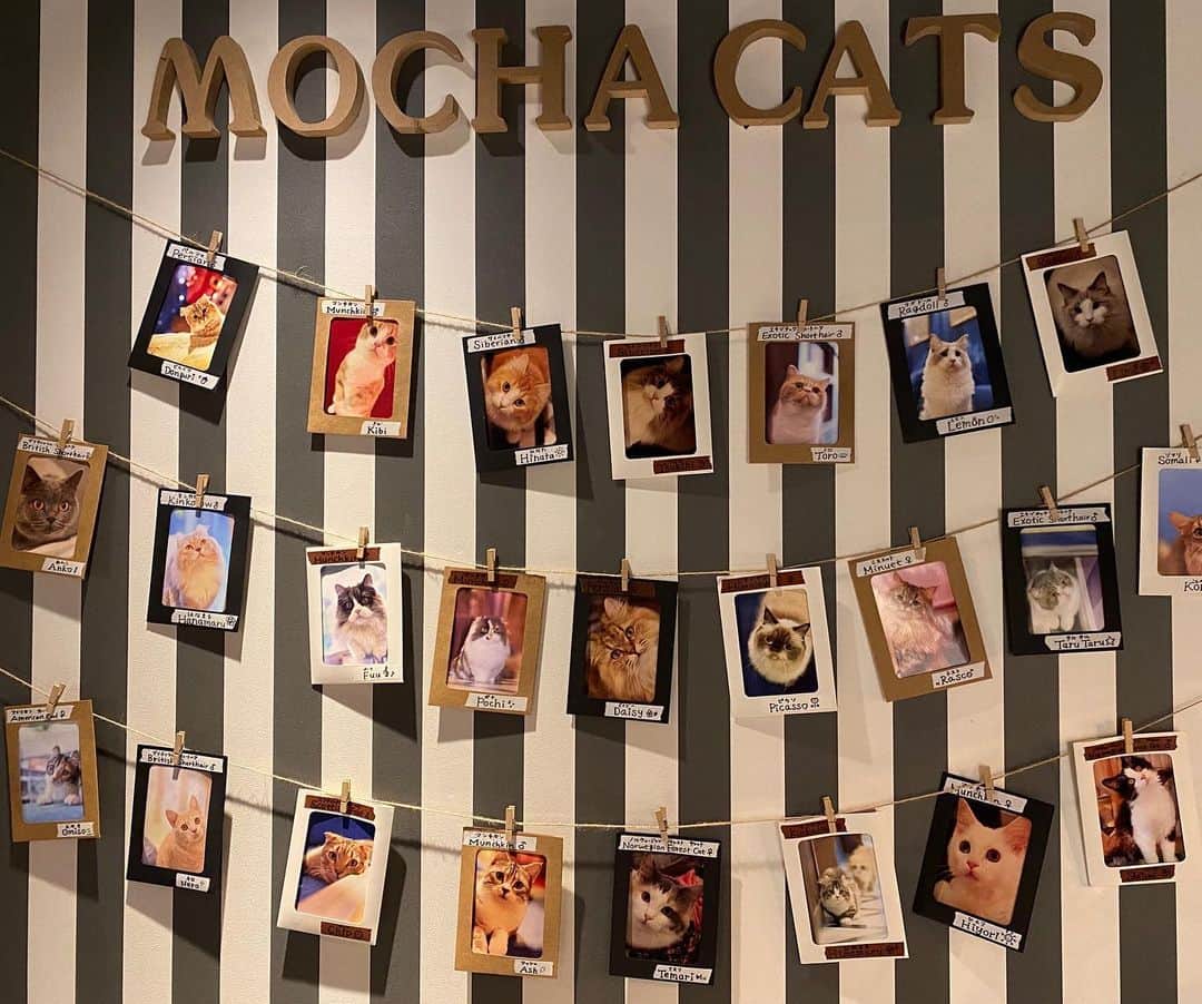 範田紗々さんのインスタグラム写真 - (範田紗々Instagram)「猫カフェに行って来ました😻」2月12日 0時09分 - handa_sasa