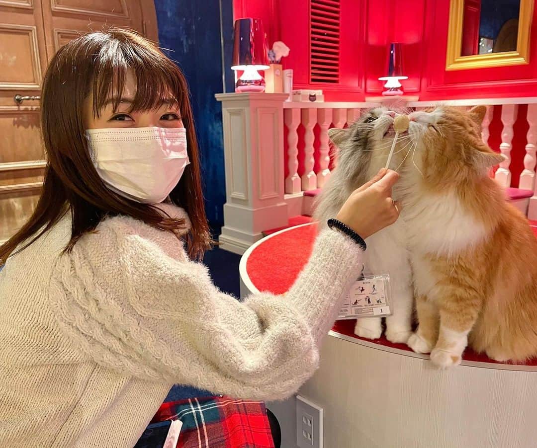 範田紗々さんのインスタグラム写真 - (範田紗々Instagram)「猫カフェに行って来ました😻」2月12日 0時09分 - handa_sasa