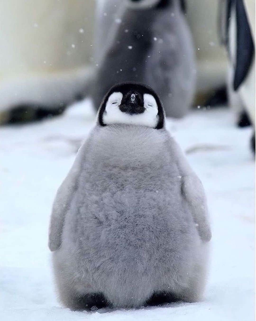 animalsのインスタグラム：「When you've been waiting for it to snow for a very long time 🐧❄️ Is there snow where you currently are right now? ⛄️  Photo by: @miho.kagawa」