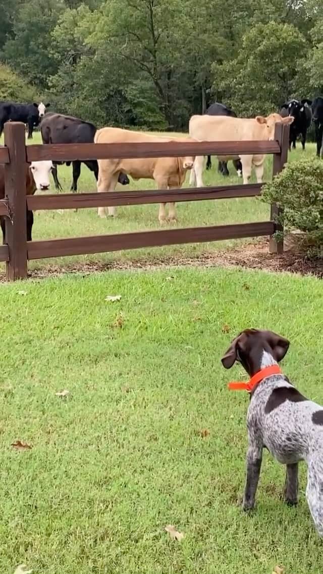 DogsOf Instagramのインスタグラム：「“HOLY COW those are some big doggos 🐮” — @the.real.rusty   #dogsofinstagram #holycow #bigdoggos」