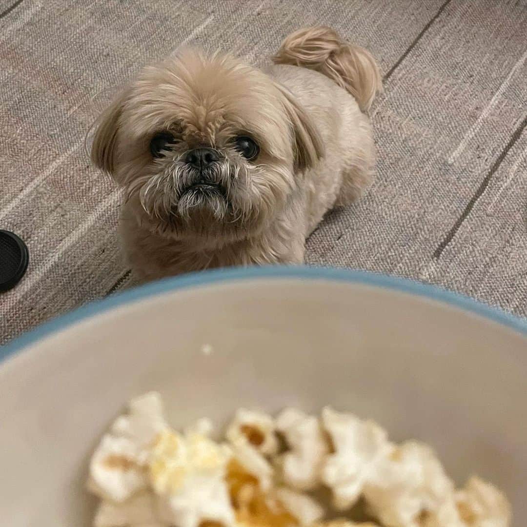 Dougie the Shih Tzuさんのインスタグラム写真 - (Dougie the Shih TzuInstagram)「Give up some kettle corn and no one gets hurt.」2月12日 0時34分 - dailydougie