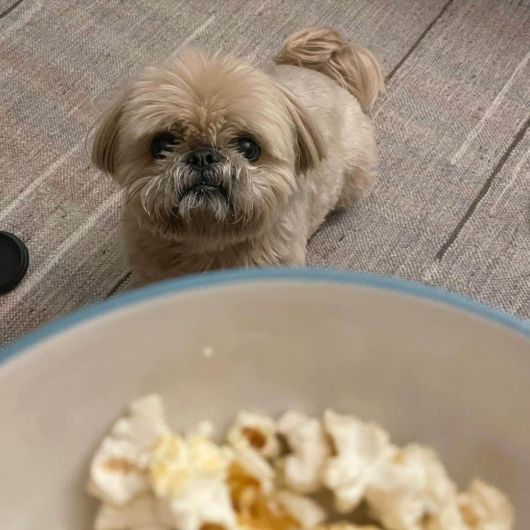 Dougie the Shih Tzuのインスタグラム：「Give up some kettle corn and no one gets hurt.」