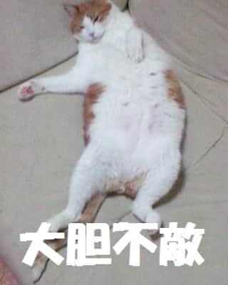 のインスタグラム：「四字熟ニャンシリーズ！モデルは在りし日のトムくん❤(ӦｖӦ｡) #猫 #ねこ #ネコ #もふもふ猫 #もふもふ #四字熟語」