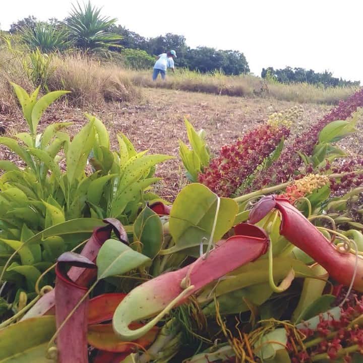 ニューヨーク植物園のインスタグラム：「In the Pacific Island region known as Oceania, you'll find Palau, a place where respect for the environment is a foundational value. The newly released "Ethnobotany of Palau" explores the relationship of people, plants, and traditional culture that makes the natural world so important for its residents. . Hit the link in our bio to hear from author Michael Balick, Ph.D., Vice President for Botanical Science and Director and Philecology Curator in our Institute of Economic Botany, as he discusses NYBG's decade of field studies in Palau, the local collaborations on the island that made it possible, and what you can expect to find in this two-volume field guide. . #plantlove #nybgathome #museumfromhome #culturefromhome」