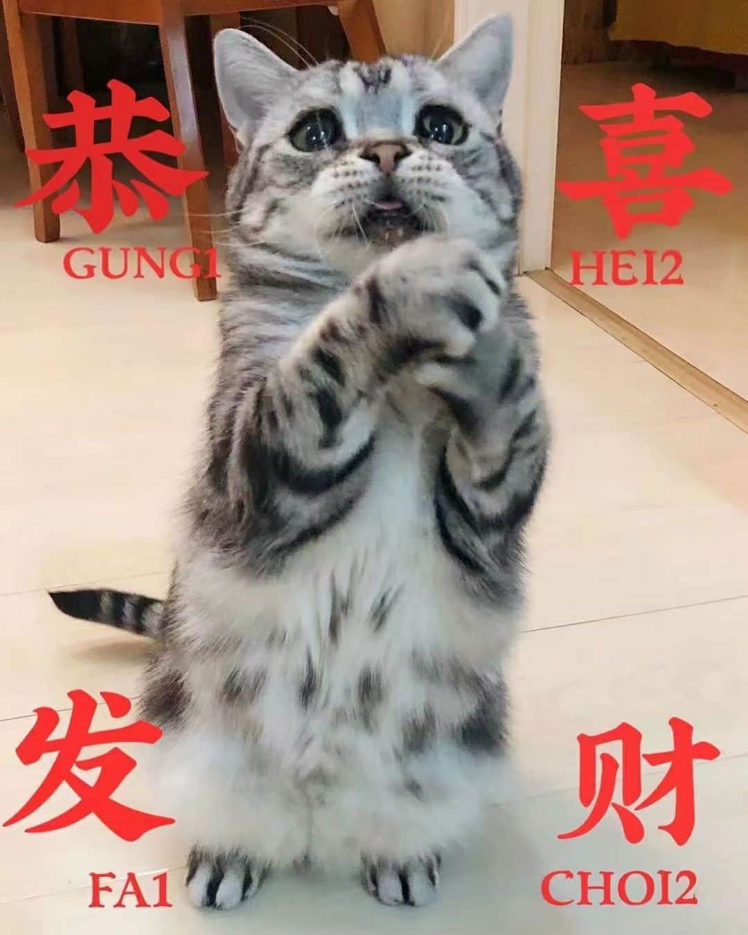 ルフのインスタグラム：「#luhu:”happy chinese new year 🧧,🐭year is  so bad,i wish 🐮year will be much better and better ✊🏻✊🏻” - - #cat #cute #sadcat #chinesenewyear #angel #adorable #lovely」