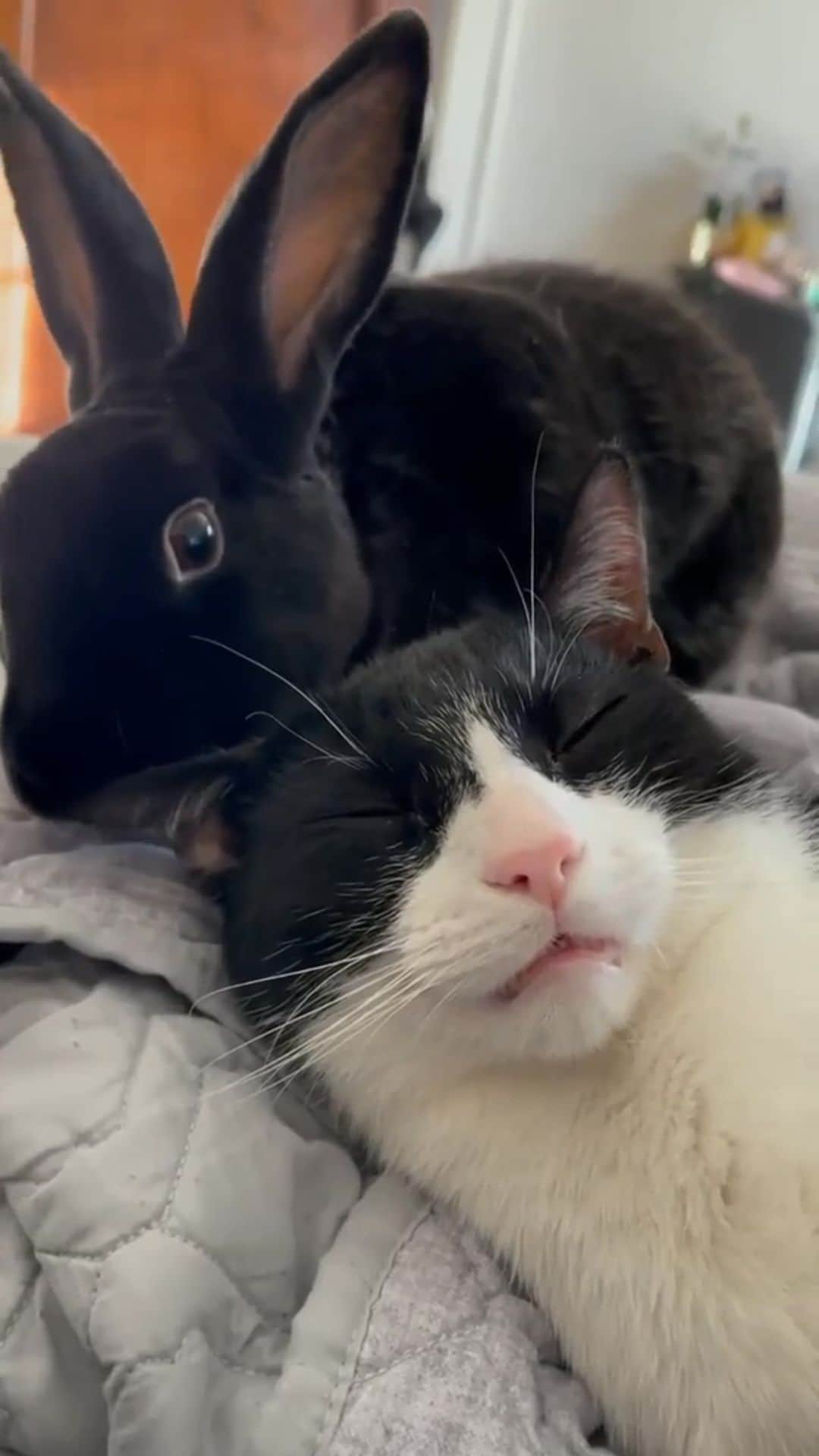 Cats of Instagramのインスタグラム：「From @pepeandthegang: "Pepe has never licked his brother before but our baby has been sick for the last few days so he decided to give him some TLC 🖤 " #catsofinstagram」