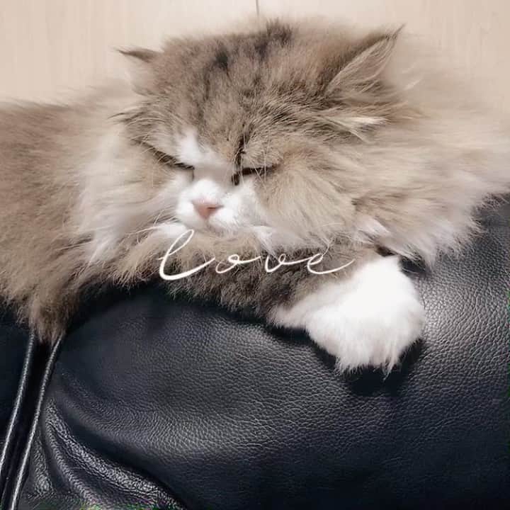 アシュリーのインスタグラム：「love of my life🥺😍💗」