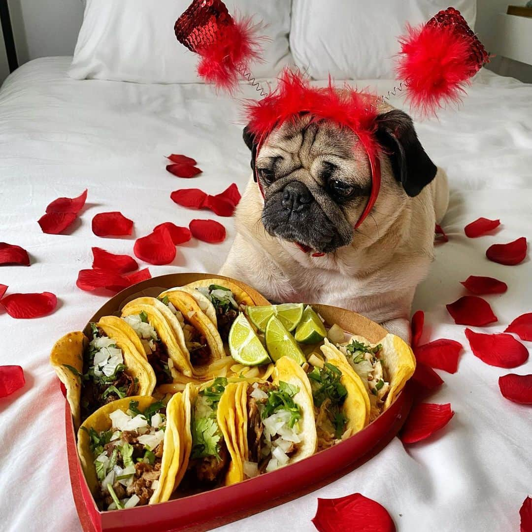 itsdougthepugさんのインスタグラム写真 - (itsdougthepugInstagram)「“Choose what food u want from ur Valentine this year” -Doug」2月12日 2時40分 - itsdougthepug