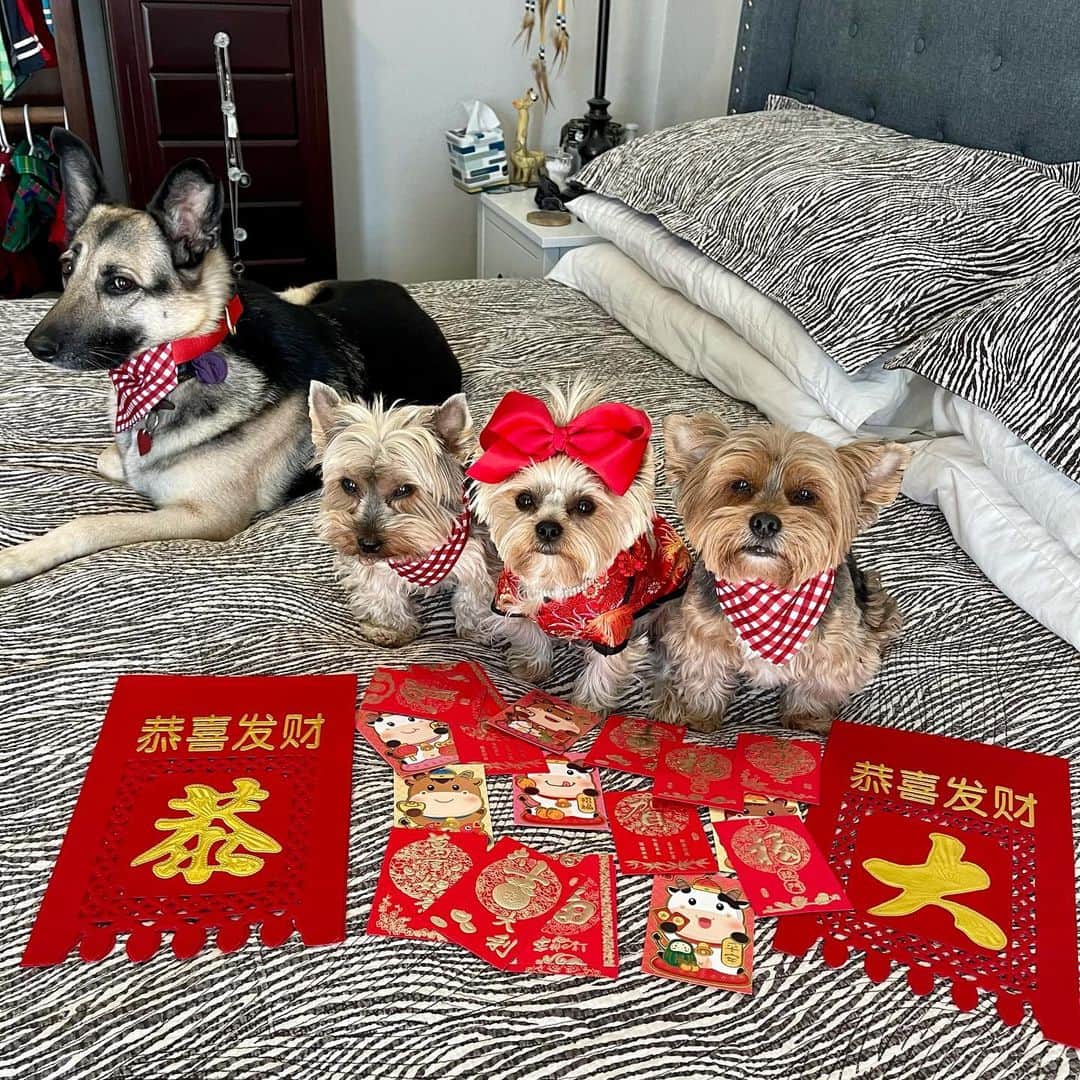 さんのインスタグラム写真 - (Instagram)「Max, Allie & Sammy 💭 Happy Lunar New Year to all our friends around the world who celebrate the Chinese New Year! 🎊🧨🏮🧧 Look at all the #RedEnvelopes we got!! 🧧🈵🎊㊗️🧨🈴🏮🍾🎆 #YearOfTheOx #HappyLunarNewYear #新年快樂 #恭喜發財 #紅包拿來 #牛年行大運 #ChineseNewYear2021」2月12日 3時01分 - happyyorkiefamily