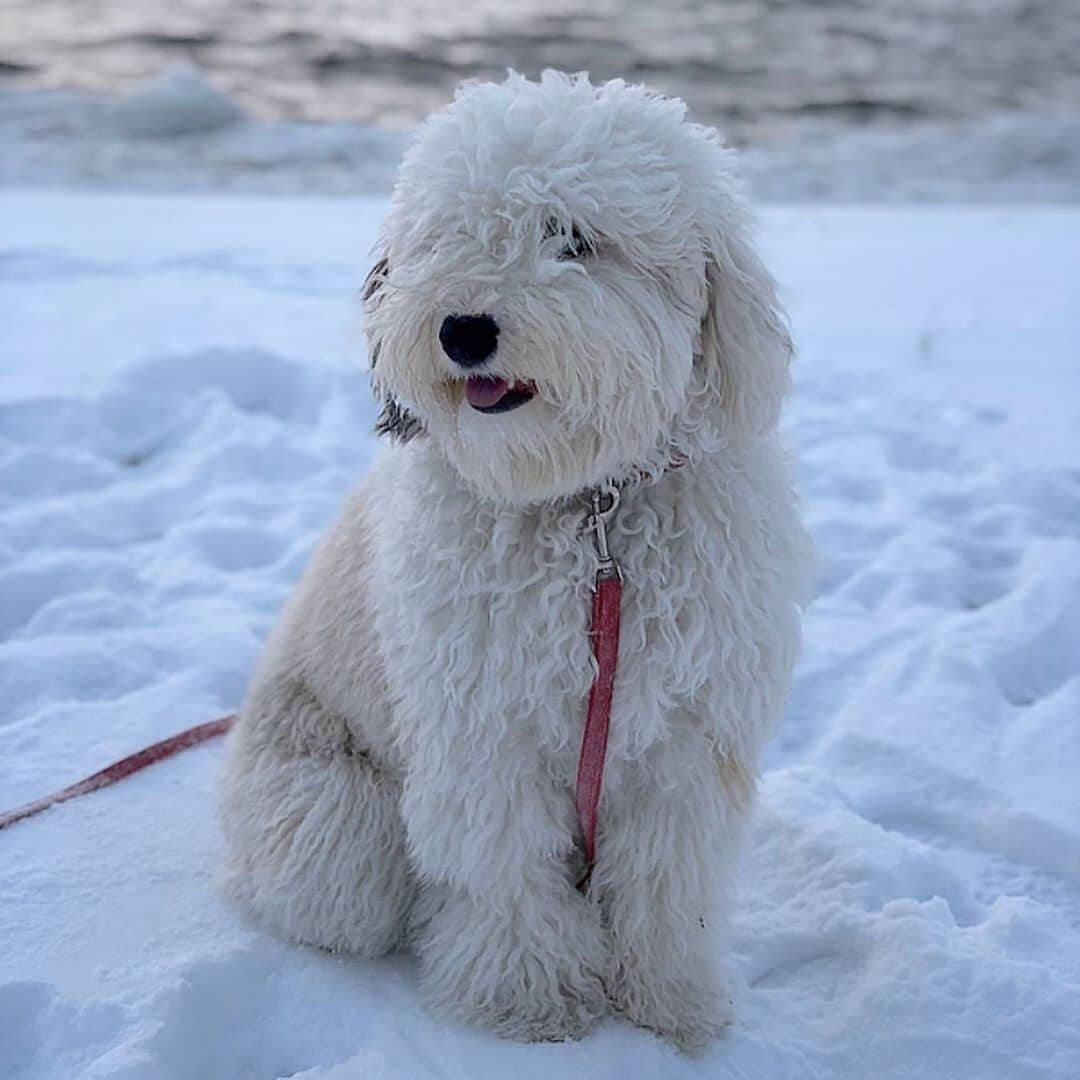 メリル・デイヴィスさんのインスタグラム写真 - (メリル・デイヴィスInstagram)「Happy 4th birthday to my firstborn. Being your mom is my absolute favorite 😭 @sheepadoodle_bilbo」2月12日 3時28分 - meryledavis