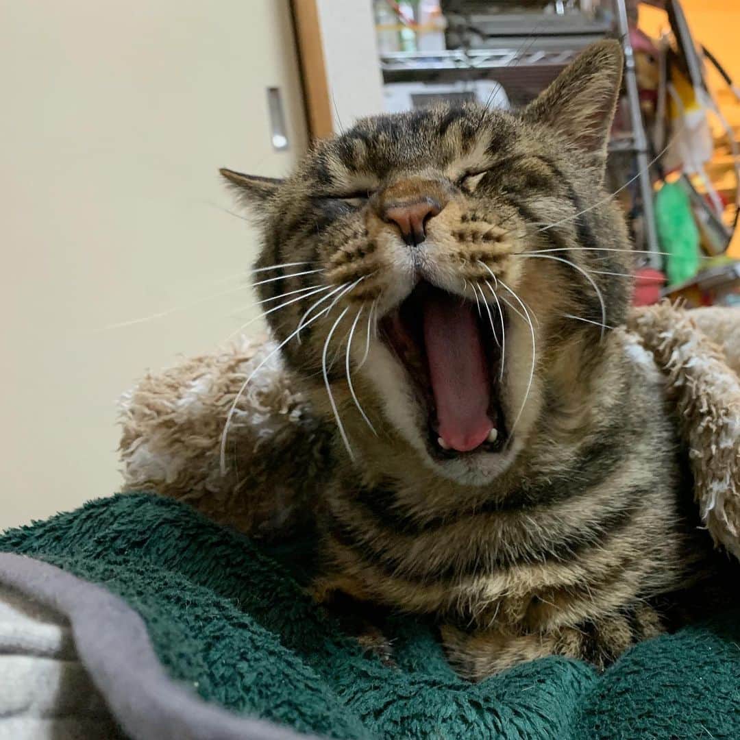 Musashiさんのインスタグラム写真 - (MusashiInstagram)「夜ムサシ。大あくび。おやすみなさい。Big yawn.😸 #musashi #mck #cat #キジトラ #ムサシさん #musashi_the_cat #ねこすたぐらむ」2月12日 3時36分 - _daisy