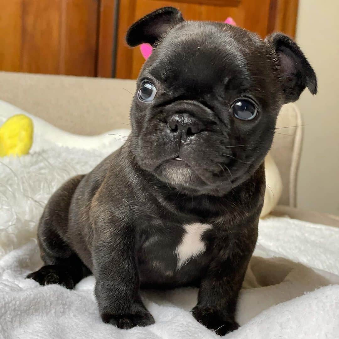 Regeneratti&Oliveira Kennelのインスタグラム：「It's a Girl! My new baby #frenchie needs a name! Any suggestions?」
