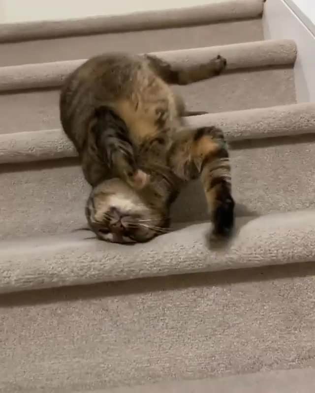 Cats of Instagramのインスタグラム：「From @rolyposey: "#RolyPosey 411 - An ode to my frens: ⁠ I slithered down ⁠ Your day’s complete ⁠ And now I’m done⁠ I’ll grab my feet... ⁠ Whoops 😬" #catsofinstagram」