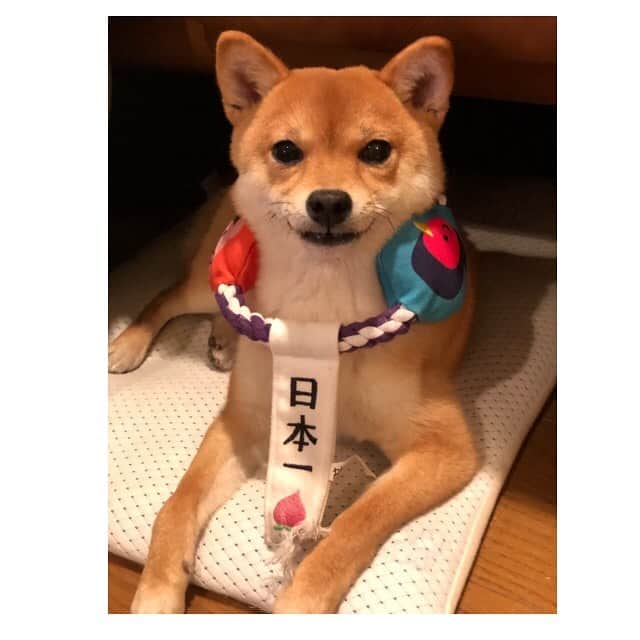 西山喜久恵さんのインスタグラム写真 - (西山喜久恵Instagram)「🐕 お気に入りのおもちゃで遊んでいたら、 日本一になってしまったハルなのでした。  #豆柴ハル #日本一 #お気に入りのおもちゃ #首にすっぽりはまって動かない」2月12日 9時21分 - kikue_nishiyama