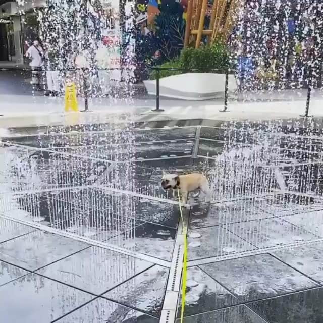 French Bulldogのインスタグラム