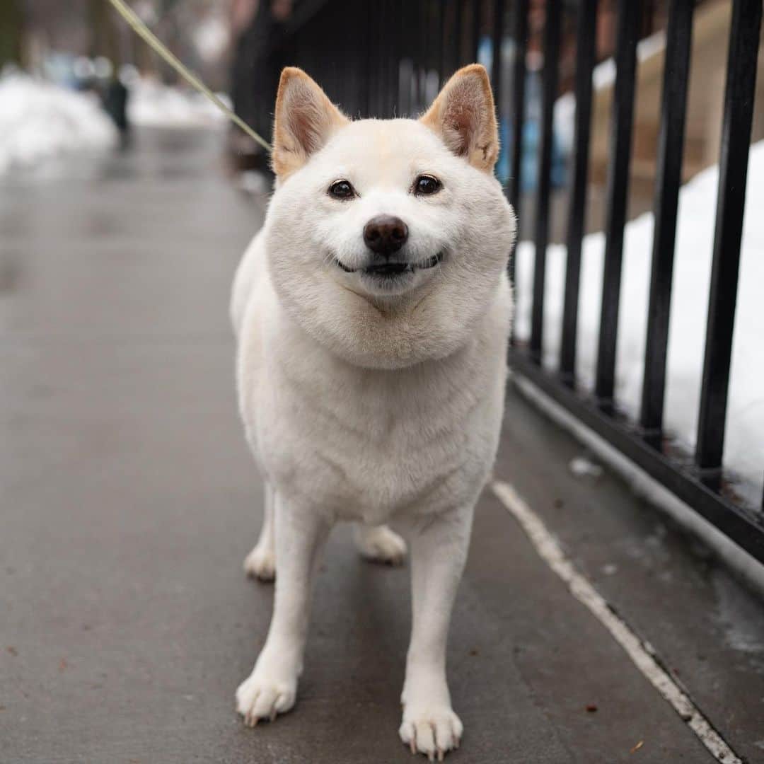 The Dogistさんのインスタグラム写真 - (The DogistInstagram)「Yuki, Shiba Inu (13 y/o), Clinton & Degraw St., Brooklyn, NY • “She sleeps the entire day but likes to make sure everyone is safe. She gets up to check on you then goes back to sleep.”」2月12日 4時07分 - thedogist
