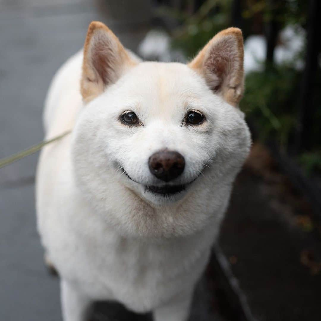 The Dogistさんのインスタグラム写真 - (The DogistInstagram)「Yuki, Shiba Inu (13 y/o), Clinton & Degraw St., Brooklyn, NY • “She sleeps the entire day but likes to make sure everyone is safe. She gets up to check on you then goes back to sleep.”」2月12日 4時07分 - thedogist