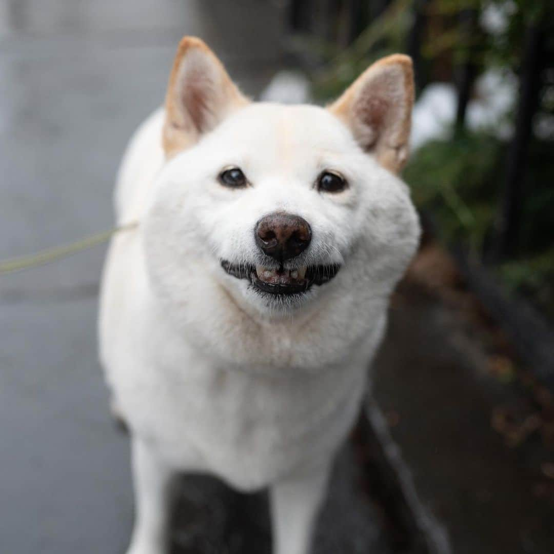 The Dogistさんのインスタグラム写真 - (The DogistInstagram)「Yuki, Shiba Inu (13 y/o), Clinton & Degraw St., Brooklyn, NY • “She sleeps the entire day but likes to make sure everyone is safe. She gets up to check on you then goes back to sleep.”」2月12日 4時07分 - thedogist