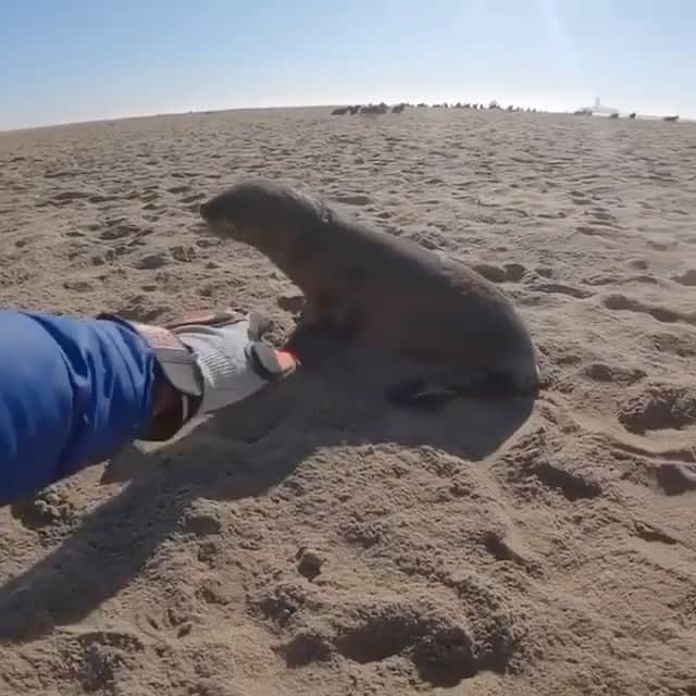 animalsのインスタグラム：「How amazing is this rescue!? 🥺❤️ "This little guy had thin fishing line cutting into his neck. Right from the moment I saw him he was quite chilled compared to most, and after release he just hung around and even came back to me. A very cool experience. He was one of 6 rescues today for #100sealsfortime with @oceanconservationnamibia. That brings us to 35 rescues in 12 days." Video & caption by: @namib_naude」