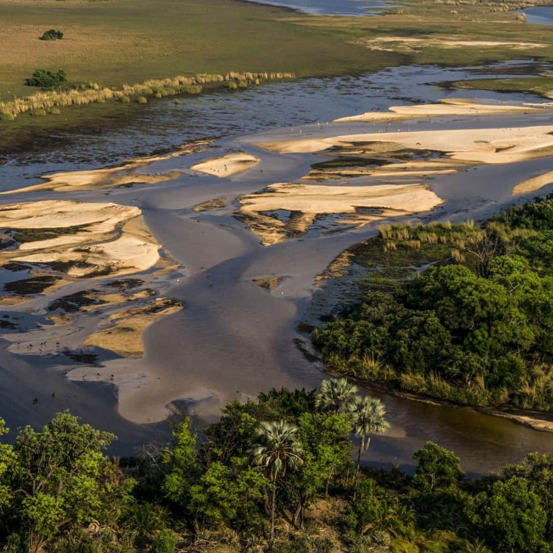 レオナルド・ディカプリオさんのインスタグラム写真 - (レオナルド・ディカプリオInstagram)「From @natgeo: Namibia’s Okavango Delta, a protected wetland that provides crucial habitat for wildlife, lies about 160 miles downstream of a site in a riverbed where ReconAfrica began test drilling for oil and gas on January 11.  Africa’s largest remaining herd of savanna elephants moves through ReconAfrica's license area. The company plans to conduct a seismic survey, which biologists say could disrupt the sensitive animals.  Photo: Beverly Joubert / NatGeo  #SavetheOkavangoDelta #OkavangoDelta」2月12日 4時18分 - leonardodicaprio