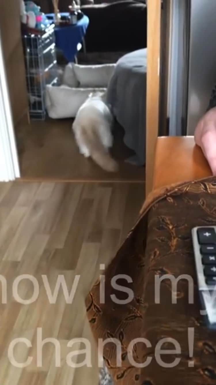The Cats Of Instagramのインスタグラム：「#Repost • @ragdoll.and.samoyed Suki retaliates! #catattack」
