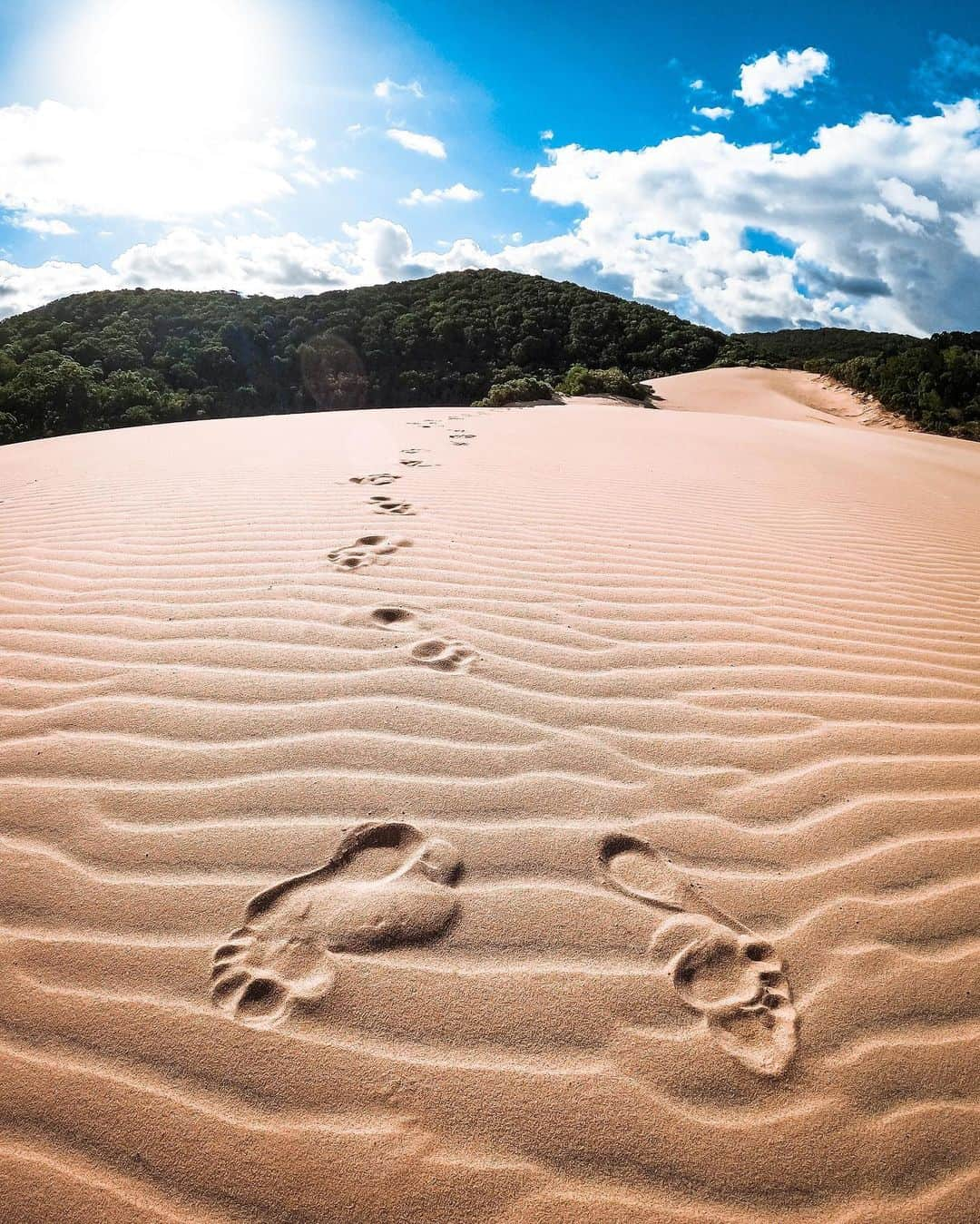 goproさんのインスタグラム写真 - (goproInstagram)「Photo of the Day: First tracks 👣 #GoProFamily members @mitch_gilmore_, + @linc_lewis, + #GoProHERO9 Black  @goproanz #GoProANZ #GoPro #SandDunes #LandscapePhotography」2月12日 5時41分 - gopro