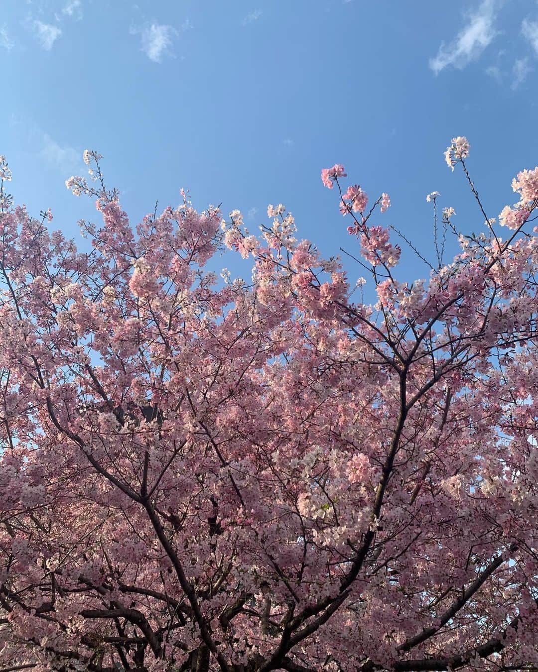 春日萌花さんのインスタグラム写真 - (春日萌花Instagram)「おはようございます！ 今日はファンラジです🎧  よければ一緒に夜更かししてね😌  国立劇場前に咲いていた #神代曙 という種類だったはず 色の濃い花が綺麗でした🌸  #桜」2月12日 6時03分 - moekaharuhi