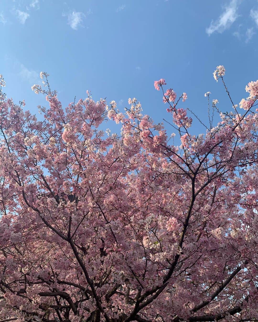 春日萌花のインスタグラム