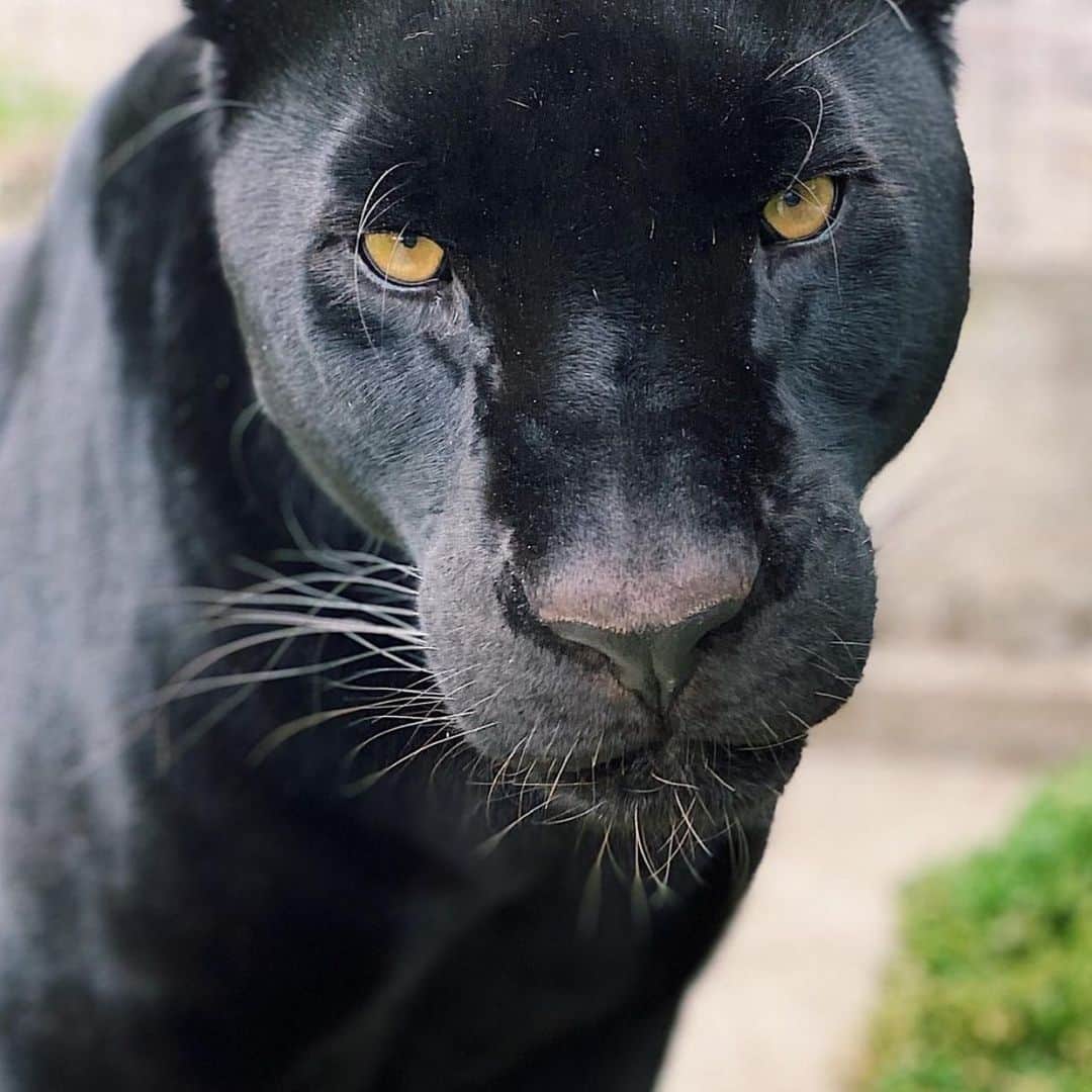 Black Jaguar-White Tiger さんのインスタグラム写真 - (Black Jaguar-White Tiger Instagram)「The Empress... #Cielis」2月12日 6時13分 - blackjaguarwhitetiger