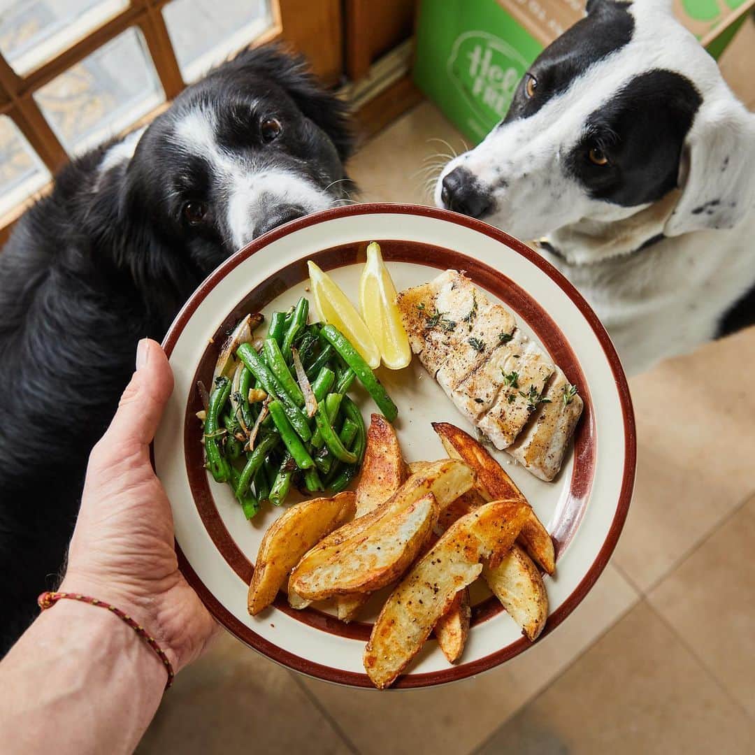 Andrew Knappのインスタグラム：「Yep, the boys got some fish too. I’ve never cooked barramundi before, so I was as stoked as the dogs were (and was happy to see it was sustainably caught fish). I’ve always been curious about @hellofreshca, and now I can attest: it’s fun and easy and 100% tasty.   Link in bio to save $100 including free shipping using the code ANDREWK100 #hellofreshpartner」