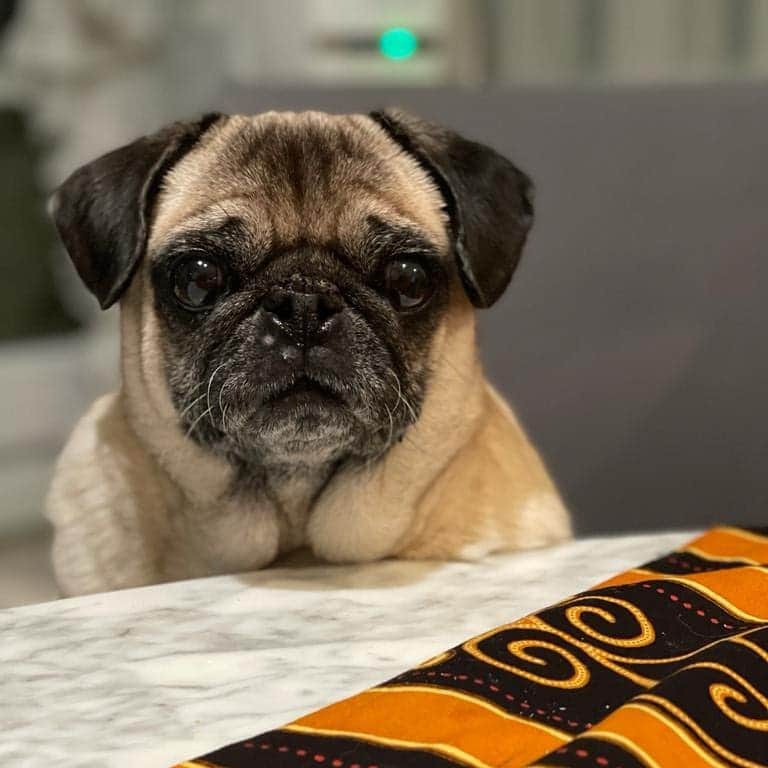 Nikitaのインスタグラム：「Pug_nikita boogie maravillosa」