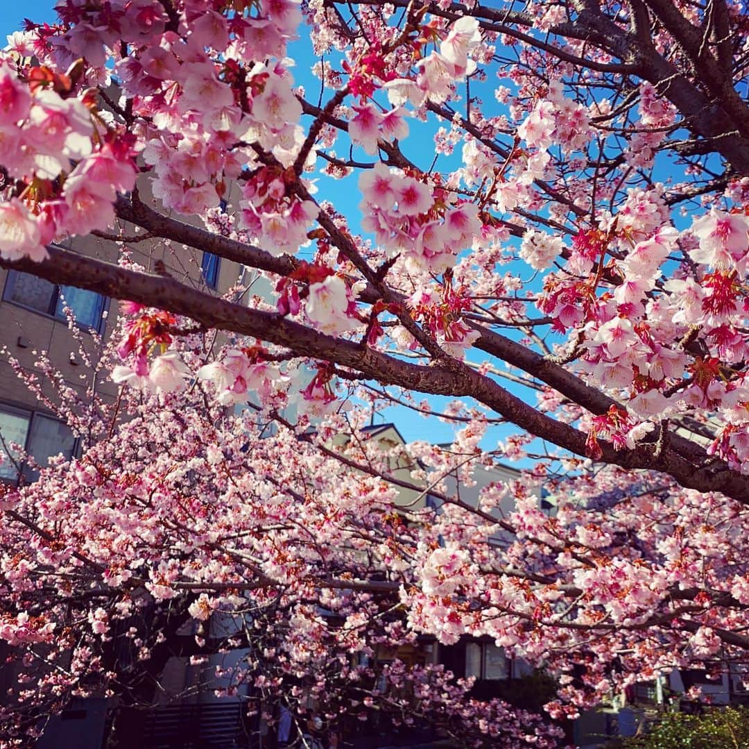 吉井奈々さんのインスタグラム写真 - (吉井奈々Instagram)「一足早く、満開の桜で春を感じてきました🌸﻿ ﻿ 静岡県熱海市にある｢糸川遊歩道｣には﻿ ｢熱海桜｣という日本で最も早く咲く桜なんですって🤩﻿ ﻿ この「熱海桜」の開花が早い理由は、﻿ 元々は日本の桜ではなく﻿ 毎年1月上旬に咲くインド原産の寒桜の一種であることが理由らしいです🌸﻿ ﻿ 明治4年ごろ、イタリア人によって伝わったとされ市内の多くに植えられたそうな☺️﻿ ﻿ こんなに早く満開の桜を楽しめたのは初めて💖﻿ とても素敵な体験でしたー♪﻿ ﻿ ﻿ そして、糸川遊歩道から歩ける距離にある﻿ ｢熱海梅園｣﻿ ﻿ こちらも素敵でした🥰﻿ ﻿ 白、桃、紅、春色の梅の花が咲き誇る光景が、﻿ とても雅やかで、﻿ ﻿ 航平が｢こんなに近くにこんないい場所あるんだから、毎年来ようよ♪｣と言ってくれて﻿ ﻿ これからこの時期は熱海で﻿ 温泉と桜と梅を毎年楽しもうと思います☺️﻿ ﻿ 毎年、同じ旅館に泊まるというのは﻿ マンガ『蔵の宿』を読んでから﻿ 少し憧れていたのでとても嬉しい提案💖﻿ ﻿ ﻿ もう少しで、春ですね(◍ ´꒳` ◍)﻿ ﻿ #熱海桜 #満開の桜 #熱海梅園 #お花見 気分 #蔵の宿 #毎年の楽しみ   #夫婦生活 #子なし夫婦  #幸せ  #上質な暮らし #幸せな生活  #言葉はプレゼント #lgbt結婚  #主婦  #オネエ #元男子 #起業女子 #男に生まれて女になって結婚もできました  #吉井奈々」2月12日 6時46分 - nanayoshii777