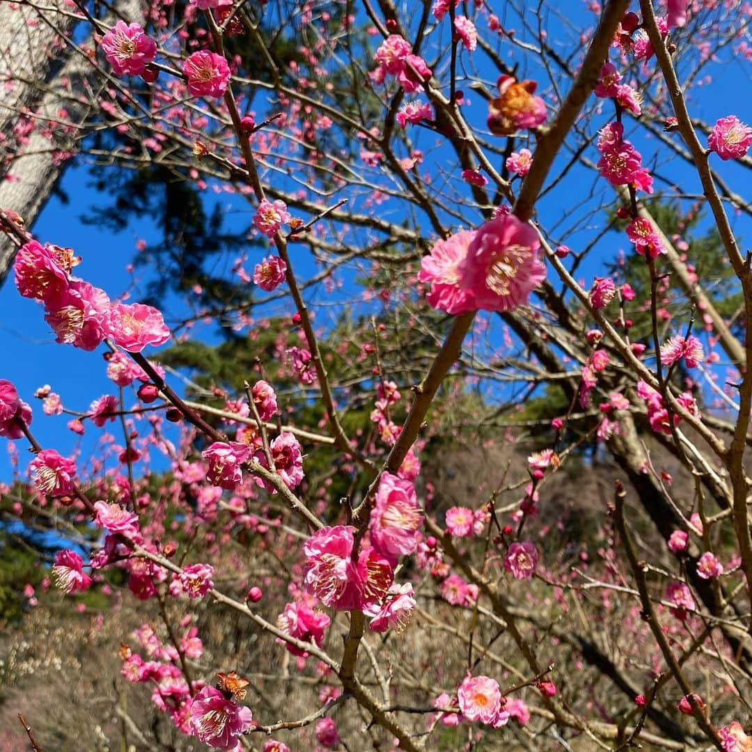 吉井奈々さんのインスタグラム写真 - (吉井奈々Instagram)「一足早く、満開の桜で春を感じてきました🌸﻿ ﻿ 静岡県熱海市にある｢糸川遊歩道｣には﻿ ｢熱海桜｣という日本で最も早く咲く桜なんですって🤩﻿ ﻿ この「熱海桜」の開花が早い理由は、﻿ 元々は日本の桜ではなく﻿ 毎年1月上旬に咲くインド原産の寒桜の一種であることが理由らしいです🌸﻿ ﻿ 明治4年ごろ、イタリア人によって伝わったとされ市内の多くに植えられたそうな☺️﻿ ﻿ こんなに早く満開の桜を楽しめたのは初めて💖﻿ とても素敵な体験でしたー♪﻿ ﻿ ﻿ そして、糸川遊歩道から歩ける距離にある﻿ ｢熱海梅園｣﻿ ﻿ こちらも素敵でした🥰﻿ ﻿ 白、桃、紅、春色の梅の花が咲き誇る光景が、﻿ とても雅やかで、﻿ ﻿ 航平が｢こんなに近くにこんないい場所あるんだから、毎年来ようよ♪｣と言ってくれて﻿ ﻿ これからこの時期は熱海で﻿ 温泉と桜と梅を毎年楽しもうと思います☺️﻿ ﻿ 毎年、同じ旅館に泊まるというのは﻿ マンガ『蔵の宿』を読んでから﻿ 少し憧れていたのでとても嬉しい提案💖﻿ ﻿ ﻿ もう少しで、春ですね(◍ ´꒳` ◍)﻿ ﻿ #熱海桜 #満開の桜 #熱海梅園 #お花見 気分 #蔵の宿 #毎年の楽しみ   #夫婦生活 #子なし夫婦  #幸せ  #上質な暮らし #幸せな生活  #言葉はプレゼント #lgbt結婚  #主婦  #オネエ #元男子 #起業女子 #男に生まれて女になって結婚もできました  #吉井奈々」2月12日 6時46分 - nanayoshii777