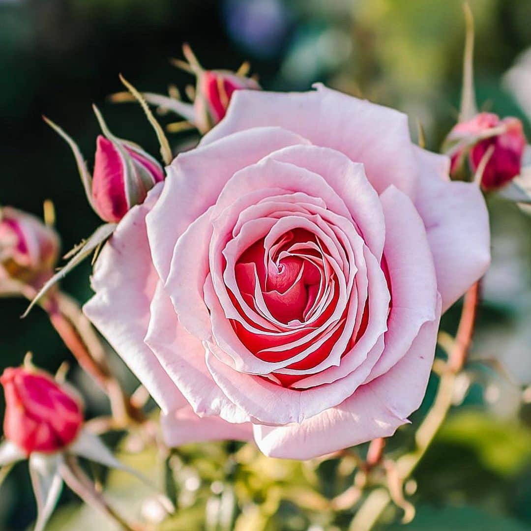 Lanikai Bath and Bodyさんのインスタグラム写真 - (Lanikai Bath and BodyInstagram)「Roses do not bloom overnight, like any masterpiece, it takes time to blossom.   @snapwhatyoulove  #roses #valentines #garden #greenthumb #nature #beauty #valentines #love」2月12日 6時49分 - lanikaibathandbody