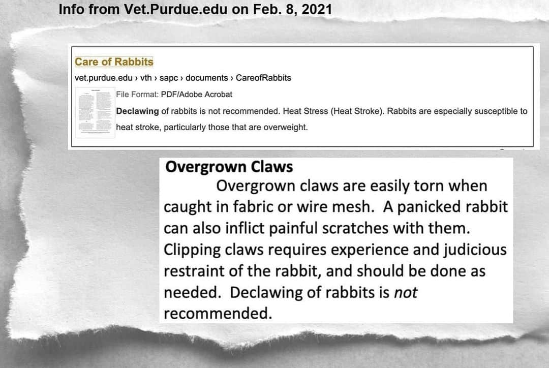 City the Kittyのインスタグラム：「We need your help to get the word out that @pucvm Purdue University College of Veterinary Medicine & Veterinary Hospital declaws cats on two and four paws at their American Animal Hospital Association (AAHA) hospital. 😾😾😾😾Purdue won't declaw rabbits 🐇 at their small animal hospital but they will declaw cats. 😾 Here's our fundraiser to get our campaign in a local newspaper in the Purdue area. https://www.facebook.com/donate/1169413266852499/ or you can donate at citythe kitty.org and put Purdue campaign on the donation note. ❤️🙏🏻 Thanks for your help!  #purdueuniversity #Purdue #PurdueAlumni #veterinarian #stopdeclawing #cat #cats #catlovers #catloversclub #catsofinstagram #catstagram #catpeople #injustice #westlafayette #westlafayetteindiana #indiana」