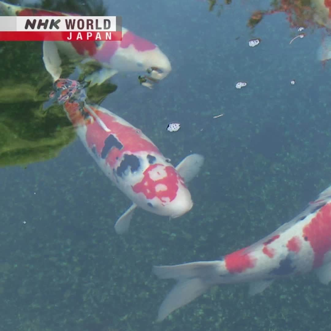 NHK「WORLD-JAPAN」のインスタグラム