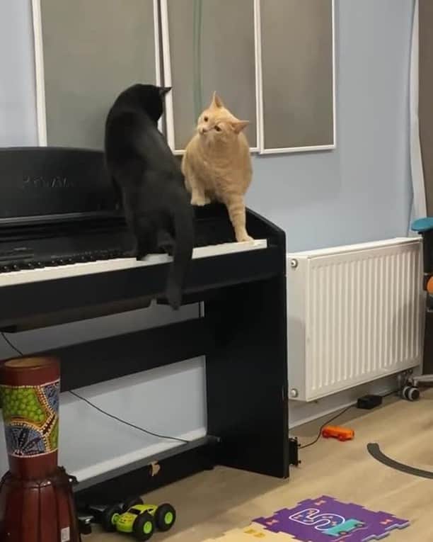 のインスタグラム：「I’m learning to play the piano with my friend⠀ ⠀ 🎥@persinvaldcat⠀ ⠀ #meowed #persinvaldcat #🎹 #pianist #naughtycat #playfulcat #gingercat」