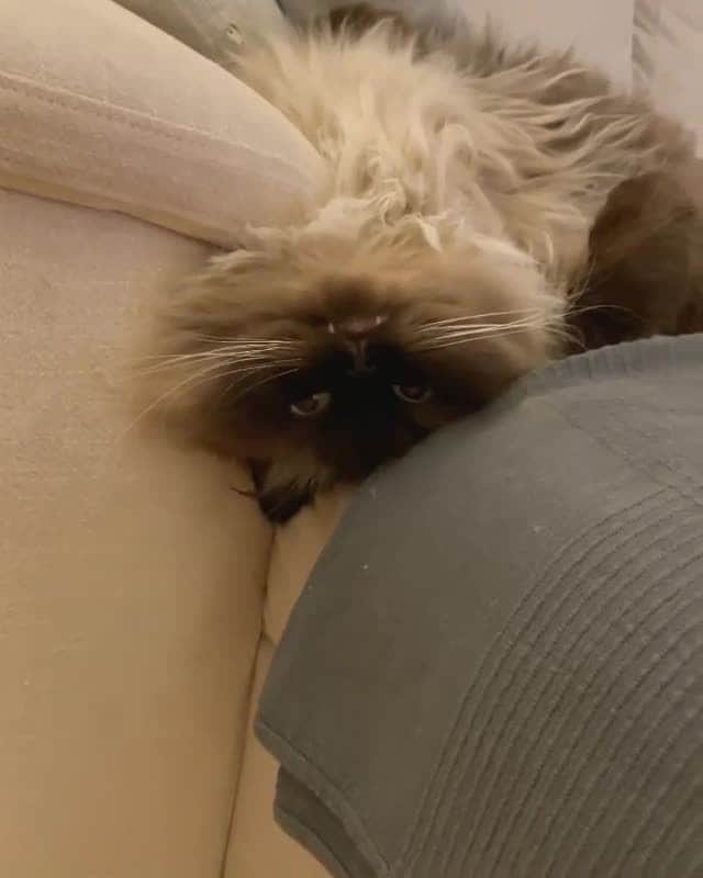 Cats of Instagramのインスタグラム：「From @peamallow: "Current mood." #catsofinstagram」