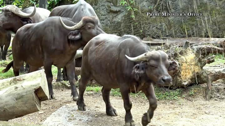 リー・シェンロンのインスタグラム：「The Singapore Zoo’s magnificent Ankole cattle with their distinctive skyward pointing horns are the perfect way to usher in the Year of the Ox. Over at the Night Safari, the Indian bison and Cape buffalo are also enjoying the spotlight in their special year! Do catch these majestic beasts if you visit either venue.  Wishing all Singaporeans a happy and healthy Chinese New Year, filled with abundance and prosperity!   祝大家新年快乐，万事如意，身体健康，牛年平安!  – LHL   (PMO Video by Chiez How. Animal footage courtesy of @wrs.ig)」