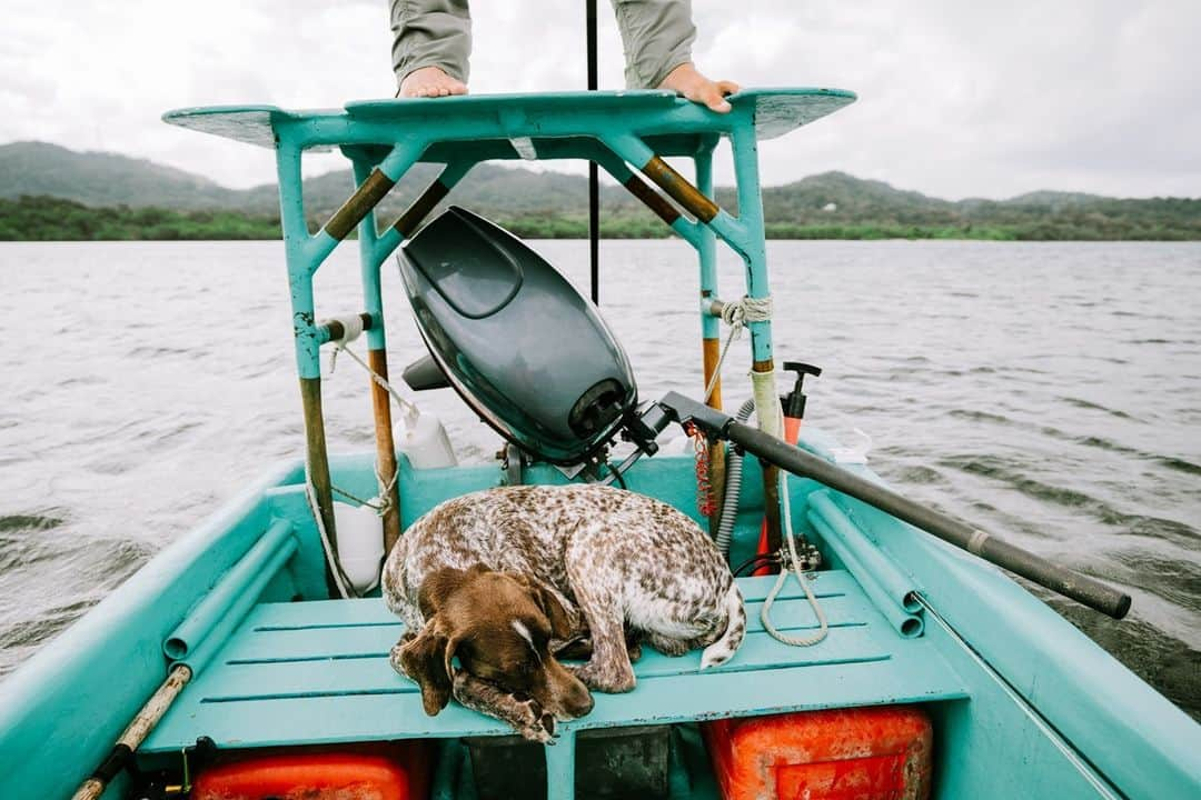 Costa Sunglassesのインスタグラム：「Shallow water siesta. 📷: @ngkelley #SeeWhatsOutThere #BornOnTheWater」