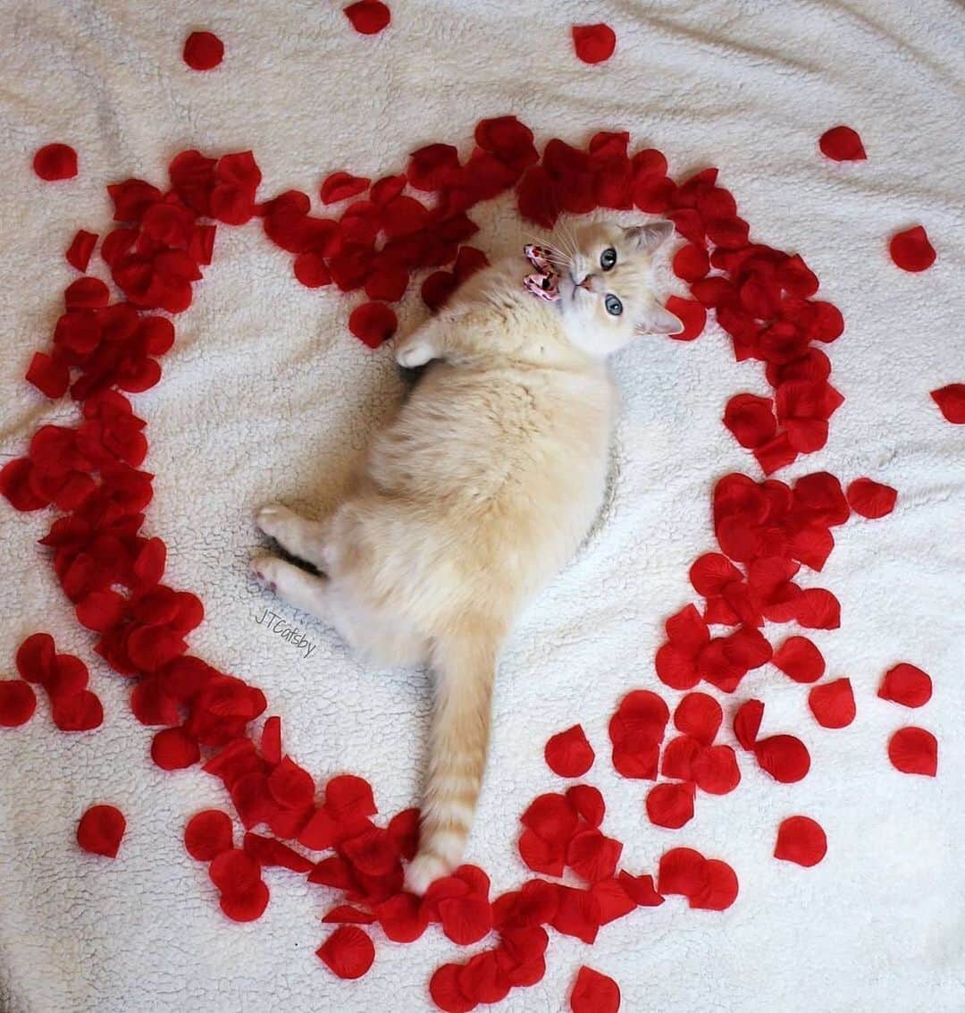 The Cats Of Instagramのインスタグラム：「#Repost • @otisandjr Rose petals and a fluffy kitty? This looks like a purrfect Valentine’s Day to me! 🌹😻❤😽🌹 How are you going to celebrate love this year? 😻😻😻 ❤ #JTCatsby ❤」