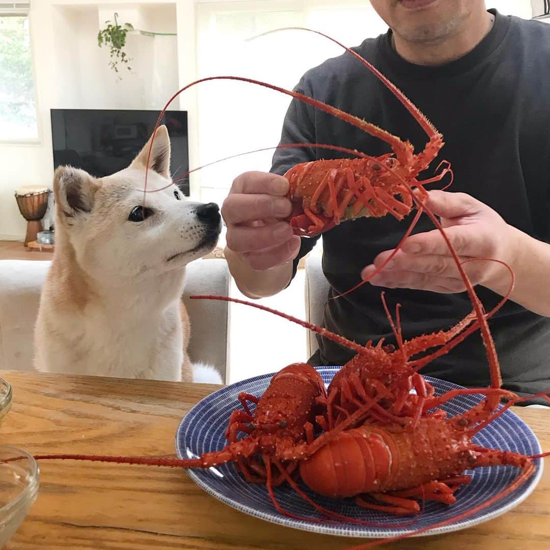 のインスタグラム：「興味深々のリリコさん🦞🧈🐶👍🏻」